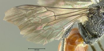 Media type: image;   Entomology 610762 Aspect: wing